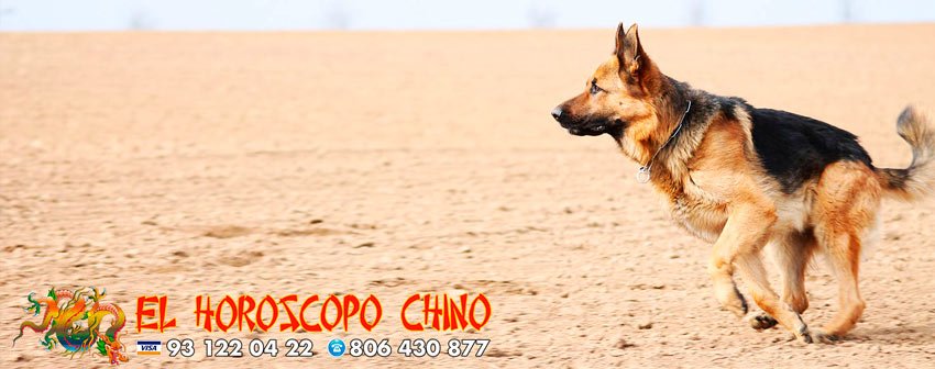 Perro en el horóscopo chino