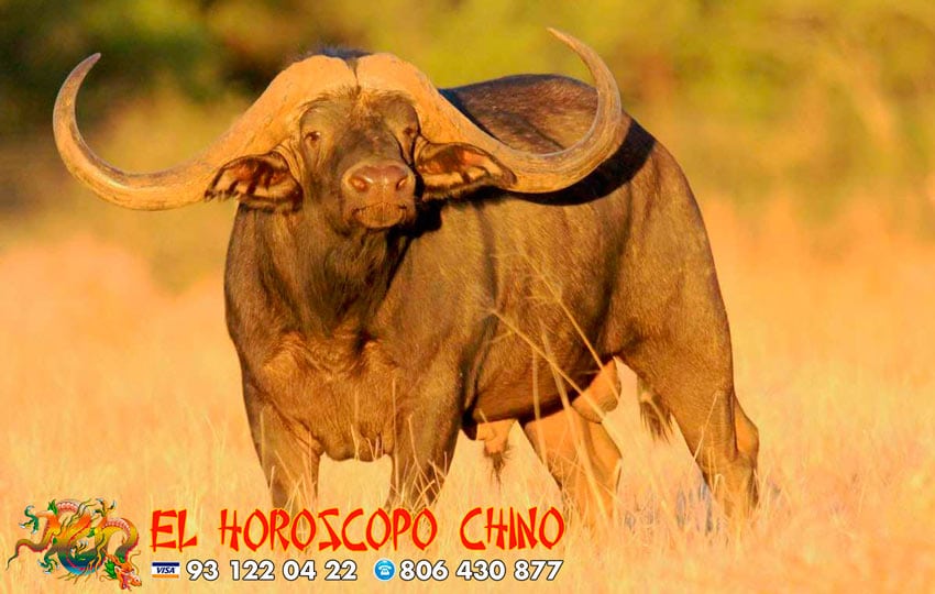 búfalo o buey en el horóscopo chino