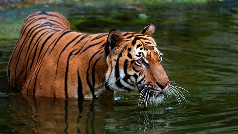 año nuevo chino 2022 - año del tigre de agua 02